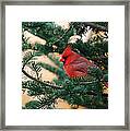 Cardinal In Balsam Framed Print