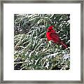 Cardinal In Snow Framed Print