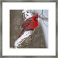 Cardinal In The Snow Framed Print