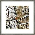 Cardinal In Winter Framed Print