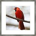 Cardinal On Branch Framed Print