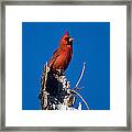 Cardinal On Honeymoon Island Framed Print