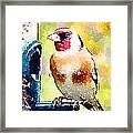 Carduelis Carduelis 'waterfinch' Framed Print