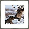Caribou Mother Nuzzling Calf Framed Print