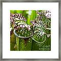 Carnivorous Plants Framed Print