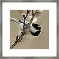 Carolina Chickadees Framed Print