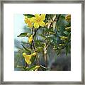 Carolina Jessamine (gelsemium Sempervirens) Framed Print