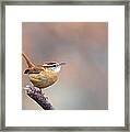 Carolina Wren Perched On A Limb. Framed Print