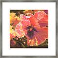 Caroline's Pansies Framed Print