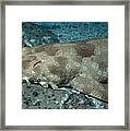 Carpet Shark Framed Print