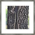 Carved By Nature Framed Print