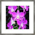 Cascading Orchids Framed Print