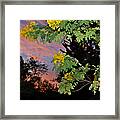 Casia Sunrise Framed Print