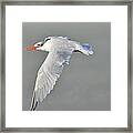 Caspian Tern In Flight Framed Print