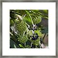 Castor Oil Plant (fatsia Japonica) Berries Framed Print