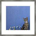 Cat And Flowers In Greece Framed Print
