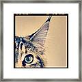 #cat #animal #cute #adorable #kitten Framed Print