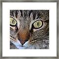 Cat Eyes Framed Print