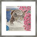 Kitty In Santorini Framed Print