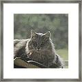 Cat N Saddle Framed Print