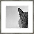 Cat On Alert Framed Print