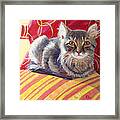 Cat On Red Chair Framed Print