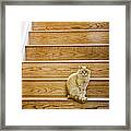 Cat On Stairs Framed Print