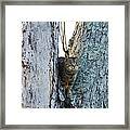 Cat On The Lookout Framed Print
