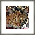 Cat Stare Down Framed Print