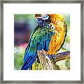 Catalina Macaw Framed Print