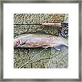 Catch And Release Framed Print