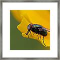 Catch Me If You Can Framed Print