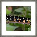 Caterpillar Jamacia Framed Print