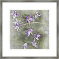 Dainty Purple Flowers Framed Print
