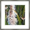 Cattails And Wrens Framed Print
