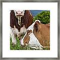 Cattle Are Lying On A Green Meadow Framed Print