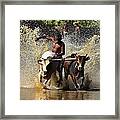 Cattle Race In Kerala South India Framed Print