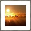 Cattle Silhouette On An Alberta Ranch Framed Print