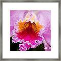 Cattleya Orchid Framed Print