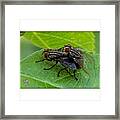 Caught Red Handed In My Backyard 
#bug Framed Print