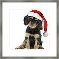 Cavalier King Charles Spaniel Pup Framed Print