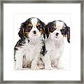 Cavalier King Charles Spaniel Pups Framed Print