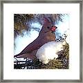 Cedar Cardinal Framed Print