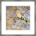 Cedar Waxwing Eating A Cherry Framed Print