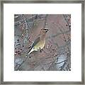 Cedar Waxwing Iii Framed Print