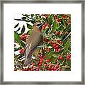 Cedar Waxwing Framed Print