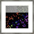 Cell Death Wave Using C Dots Framed Print