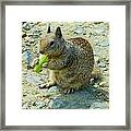 Cellery Squirrel Framed Print