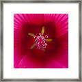 Center Of A Hibiscus Framed Print
