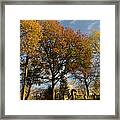 Central Park In Autumn Framed Print